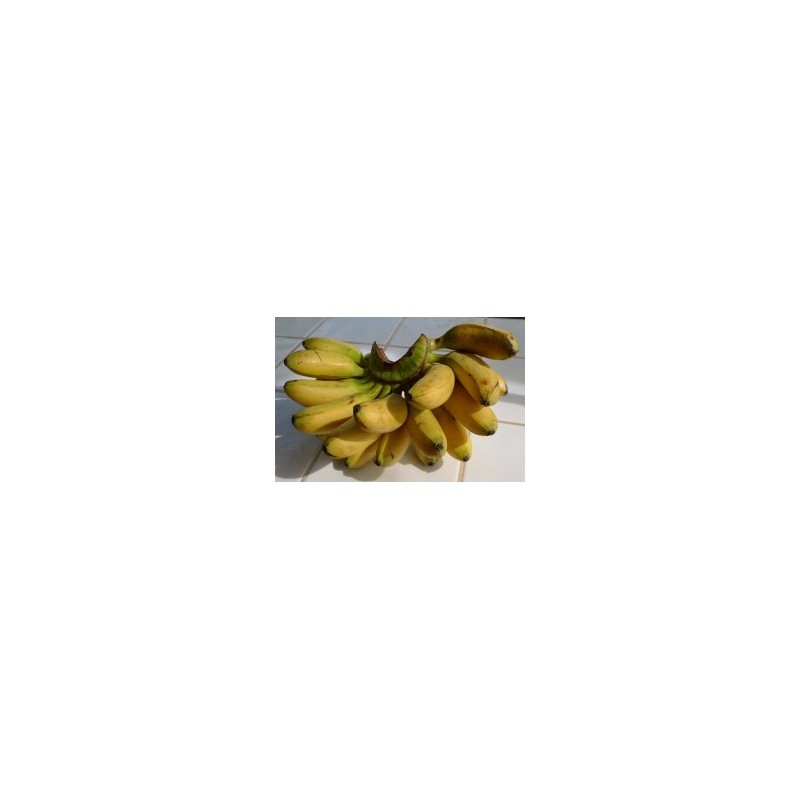 Silk Fig per lb