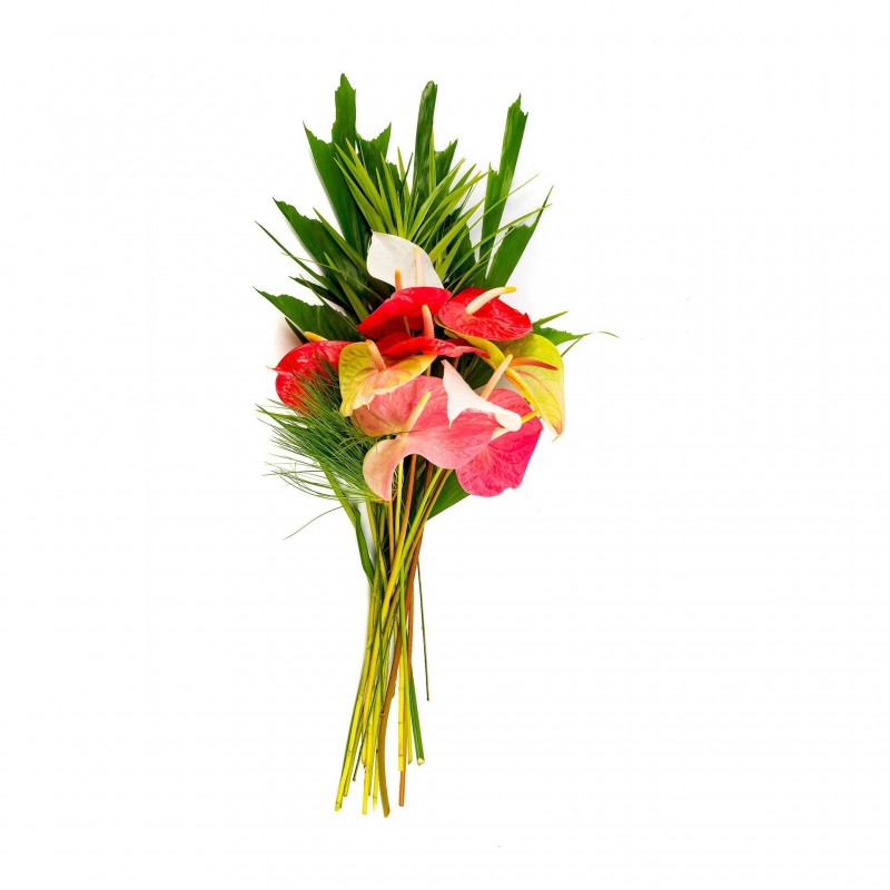 Anthurium Flowers (Medium)