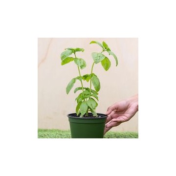 Trio of Culinary Herbs - Plant 2