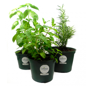 Trio of Culinary Herbs - Plant