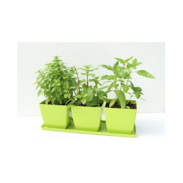 Herb Garden Trio Plants
