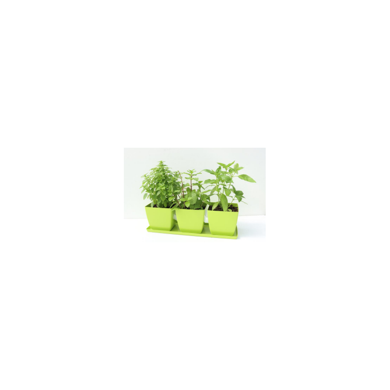 Herb Garden Trio Plants