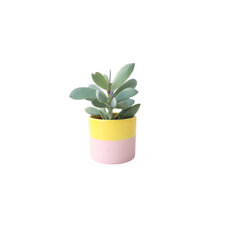 Succulent in 2 Color Ceramic Pot