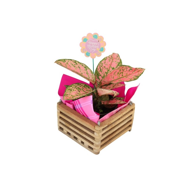 Pink Aglaonema with Plant Box Plant