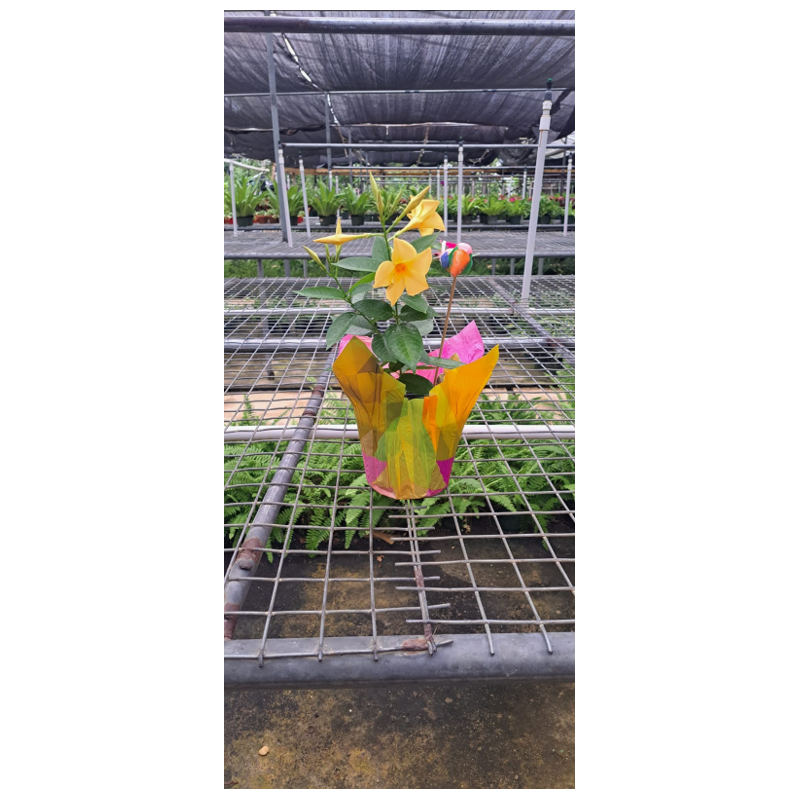 Toucan Yellow Mandevilla Plant