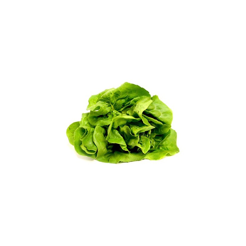 Lettuce (Butter Head)