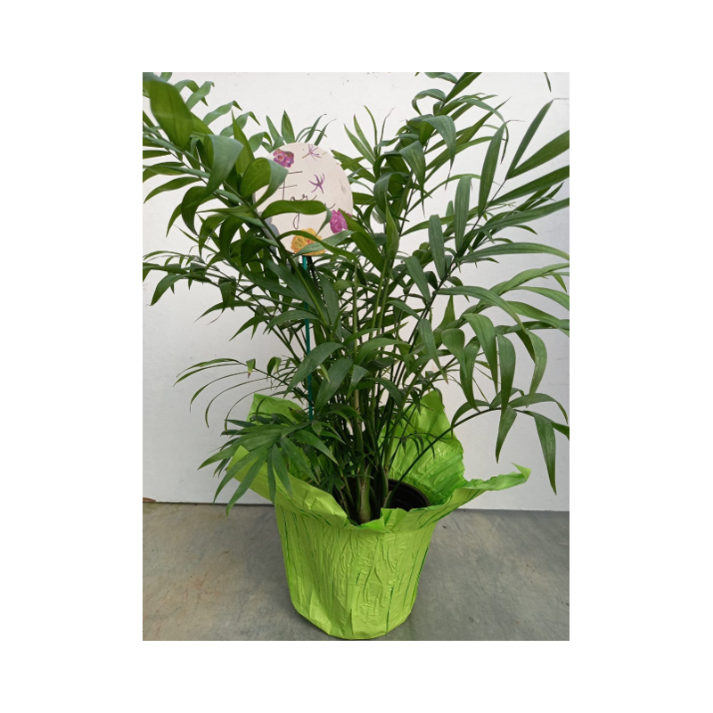 Parlour Palm Plant