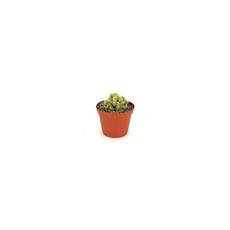 Brain Cactus Plant