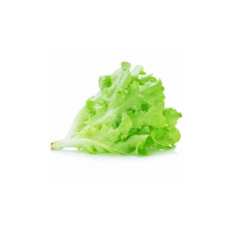 Muir Lettuce