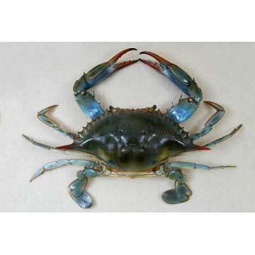 Local Blue Crab-Frozen 2