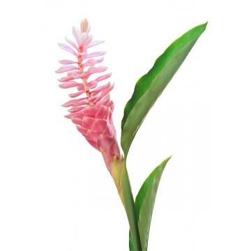 Ginger Lilly Flowers (Small)