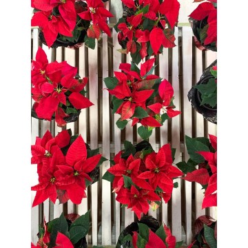 Poinsettia Plant Small - Red 2