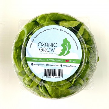 Lettuce - Butter Crunch 2