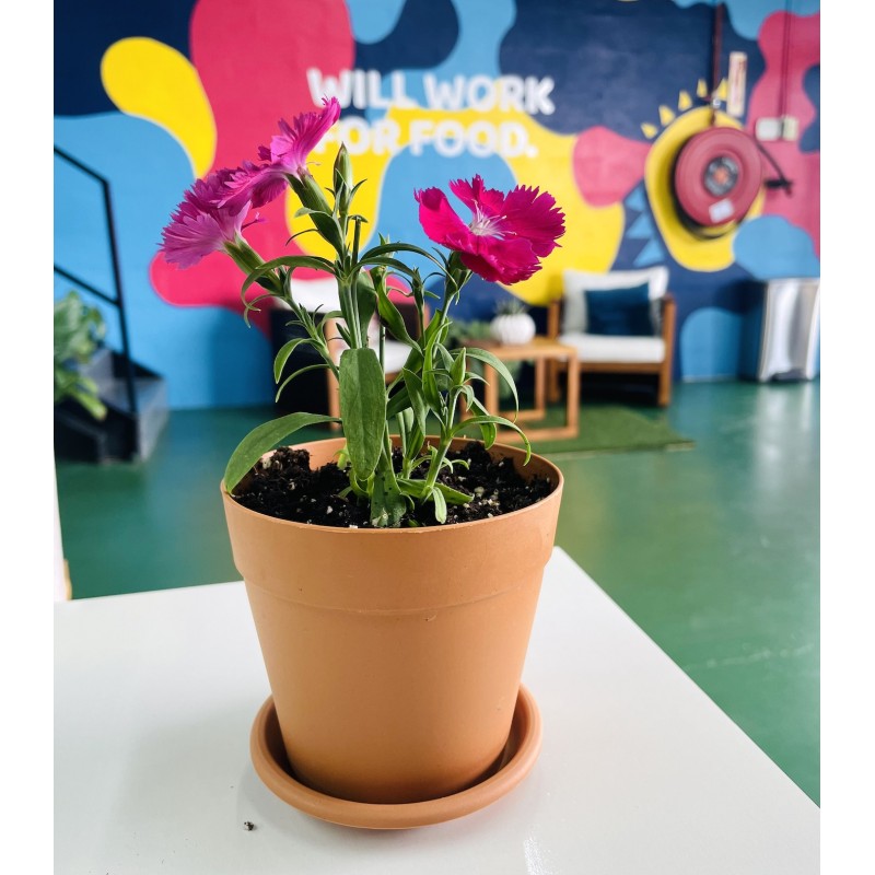 Edible Flower Plant