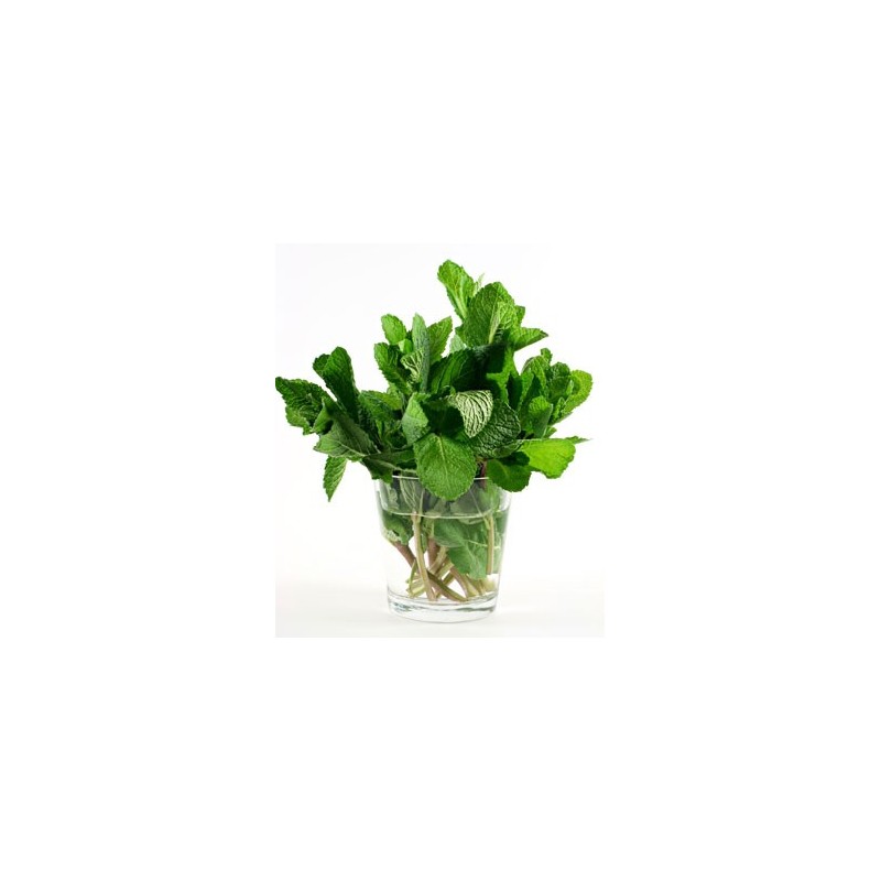 Spear Mint per bdnl