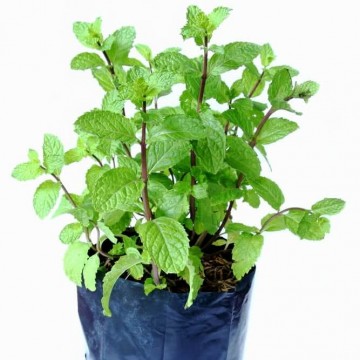 Mint Herbs - Plant