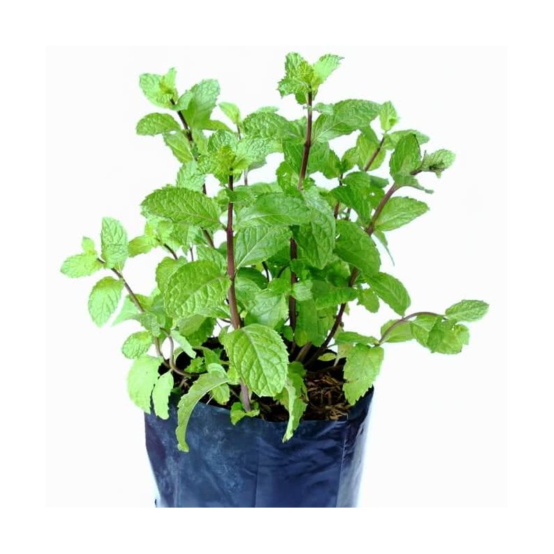 Mint Herbs - Plant