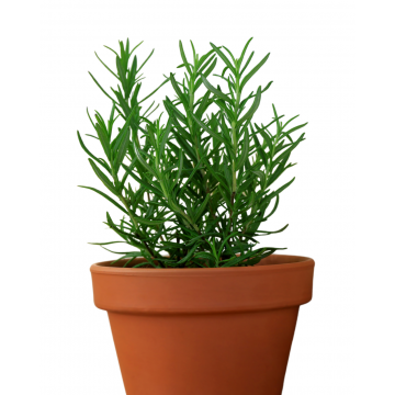 Rosemary Herbs - Plant