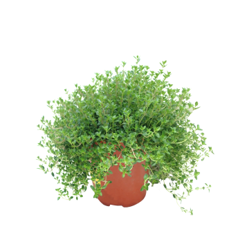 Fine Thyme Herbs - Plant