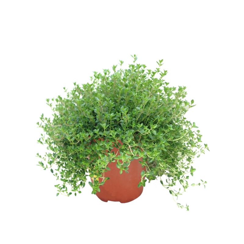 Fine Thyme Herbs - Plant