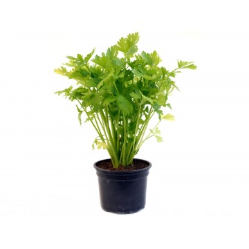 Celery seedling - Plant