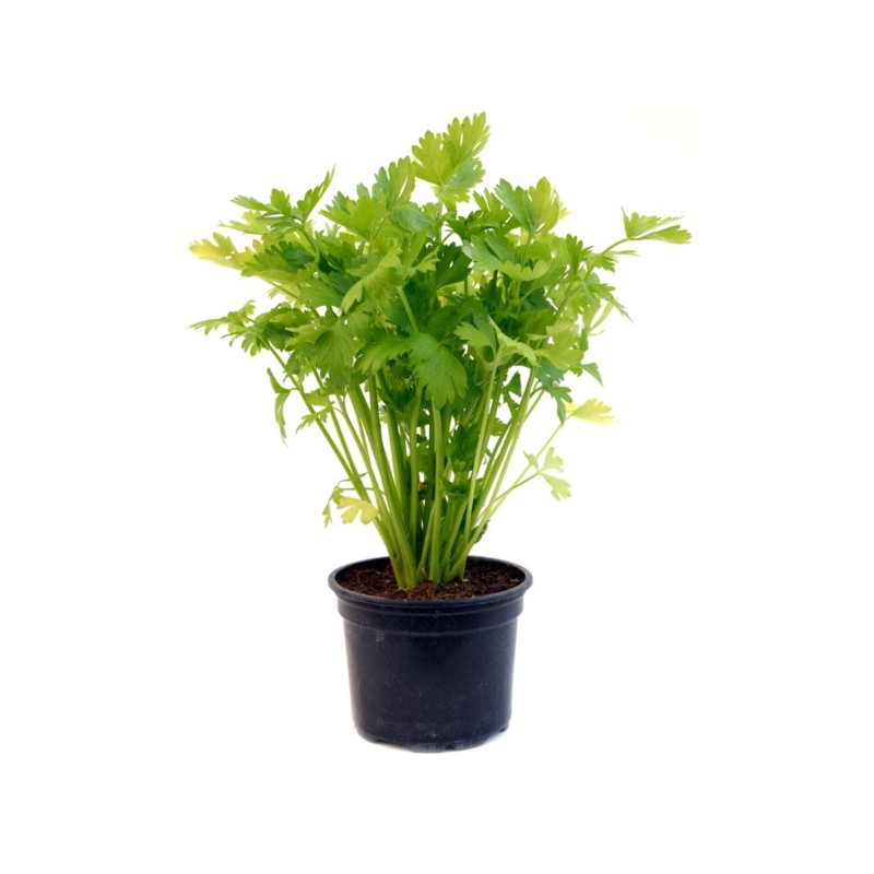 Celery seedling - Plant