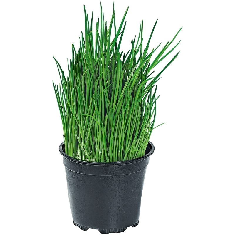 Chives seedling - Plant