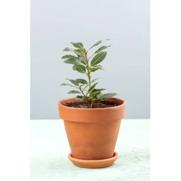 Bay Leaf - Plant