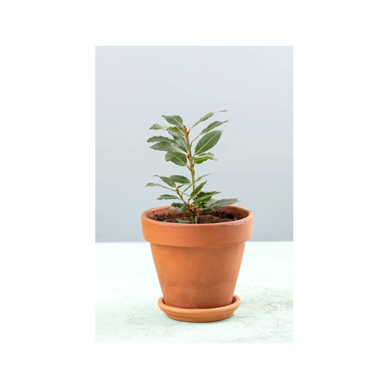 Bay Leaf - Plant