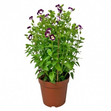 Torenia - Plant
