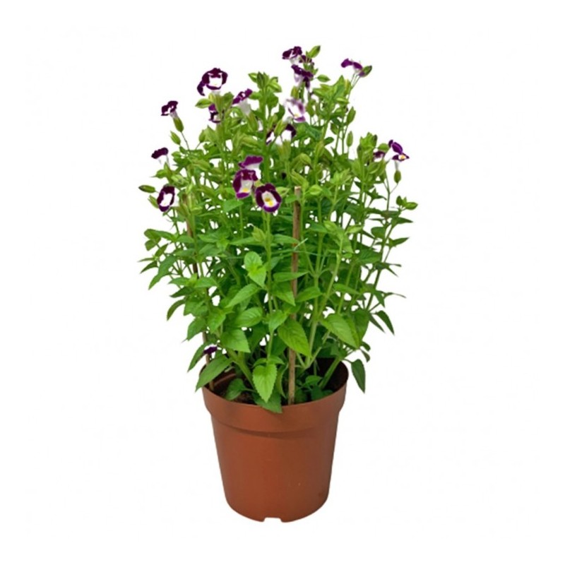 Torenia - Plant