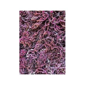Purple SeaMoss (Organic)
