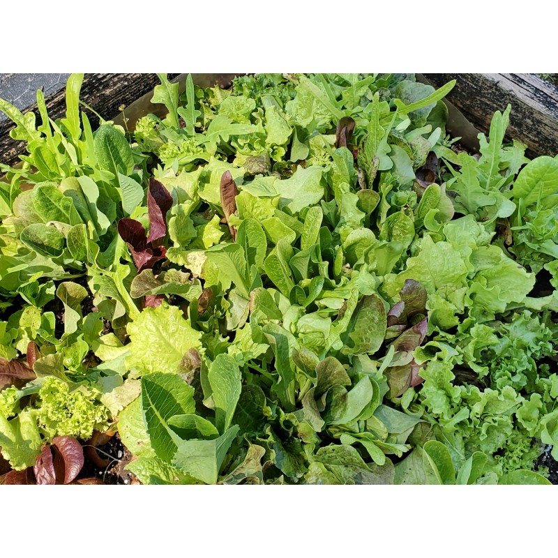 Chef's Salad Mix
