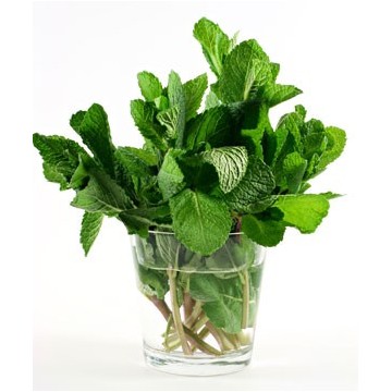 Pepper Mint per bdnl