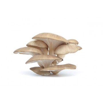 Oyster Mushrooms