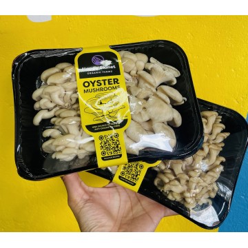 Oyster Mushrooms 2