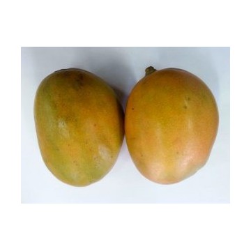 Julie Mango per unit